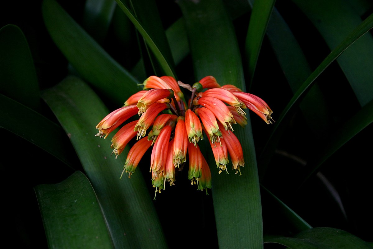 Clivia nobilis