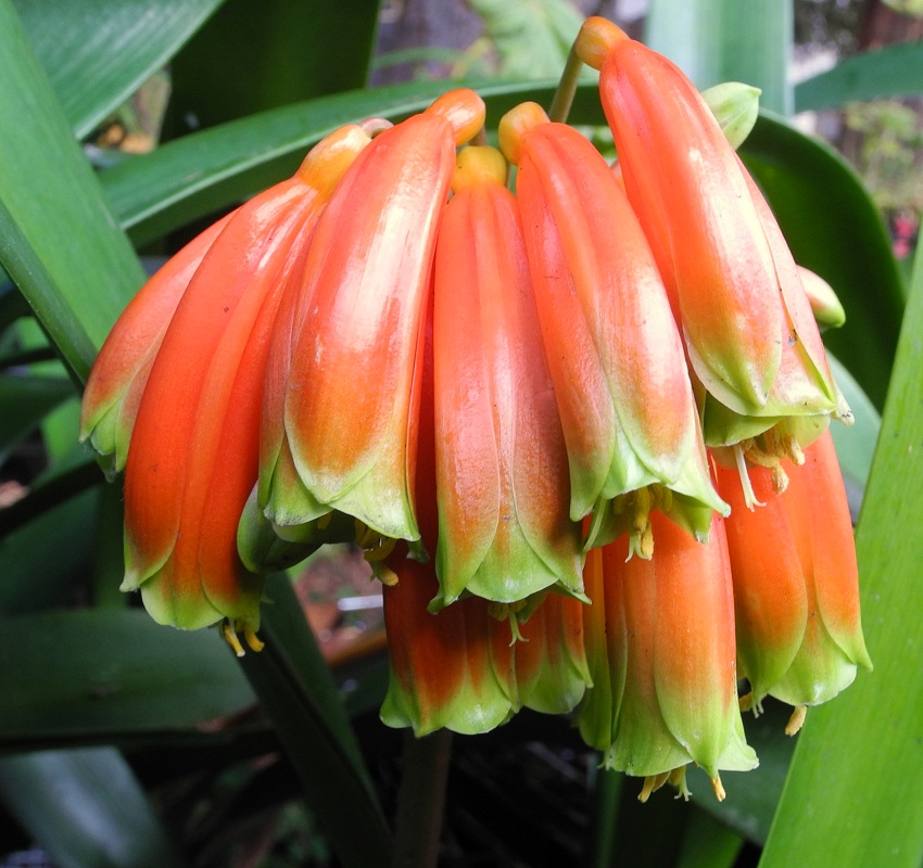 Clivia robusta