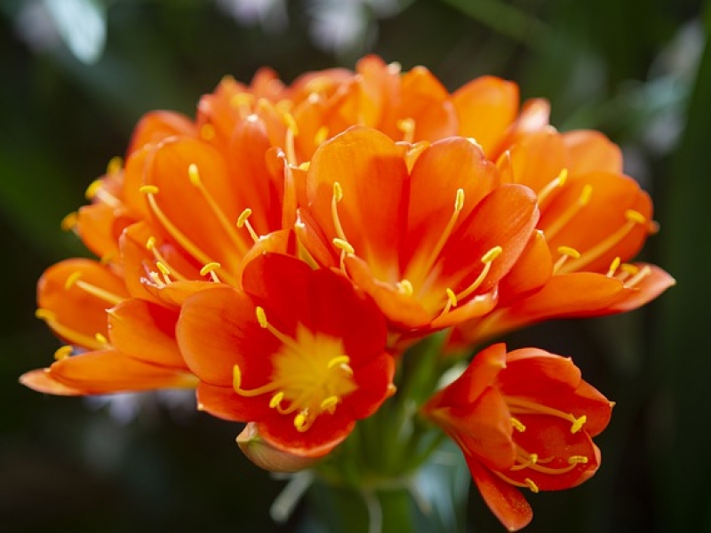 clivias