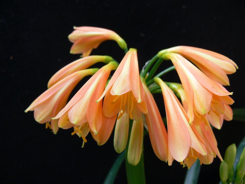 Clivia caulescens
