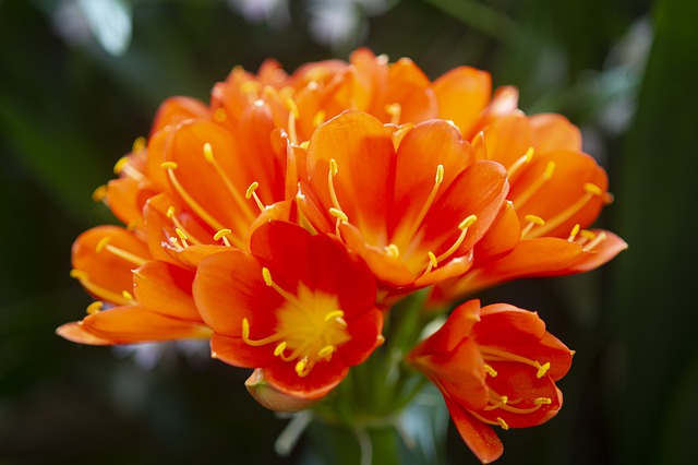 Clivia miniata