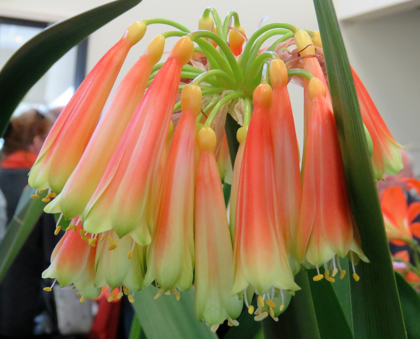 Clivia mirabilis