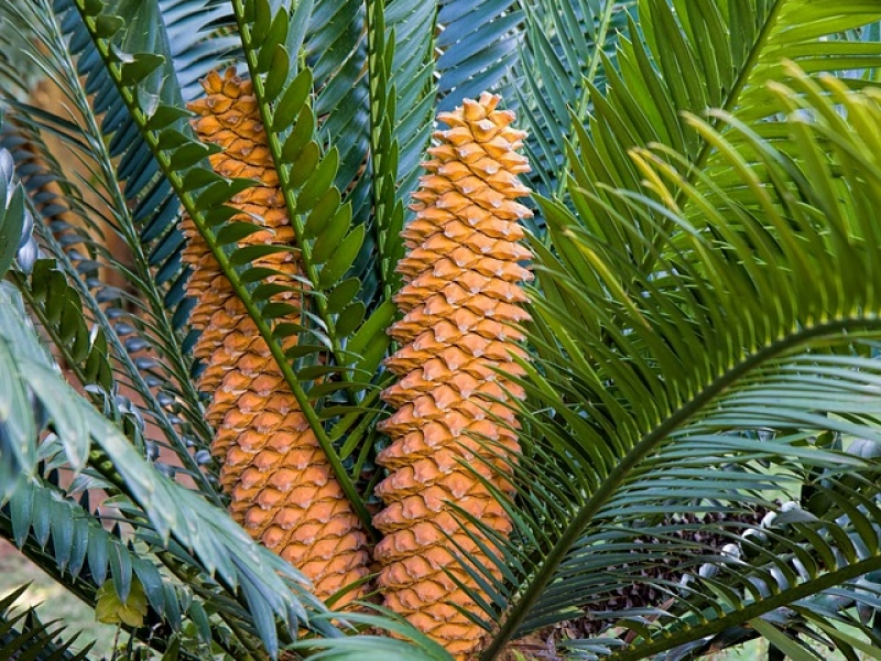 cycads