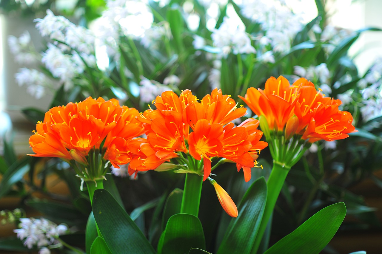CLIVIAS