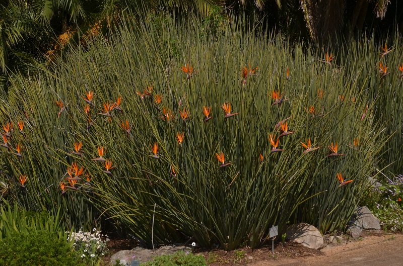 Strelitzia juncea