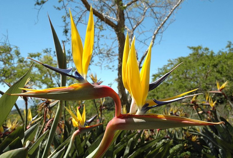 Strelitzia reginae ‘Mandela’s Gold’