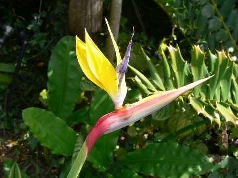 Strelitzia ‘Redhot Flame’